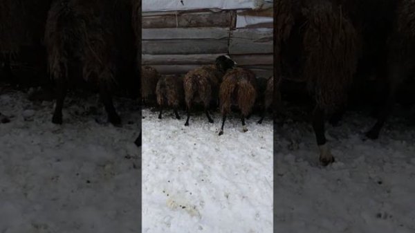 Самий лучший корм для овец