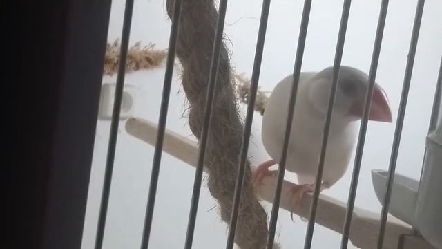 Рисовая амадина или яванский воробей. смотреть онлайн
