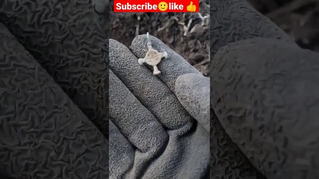 my finds with a metal detector смотреть онлайн