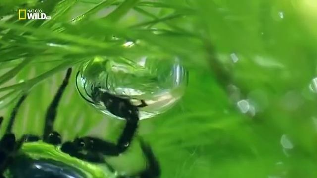 Удивительные пауки.Udivitelnye Pauki 2015 HDTVRip