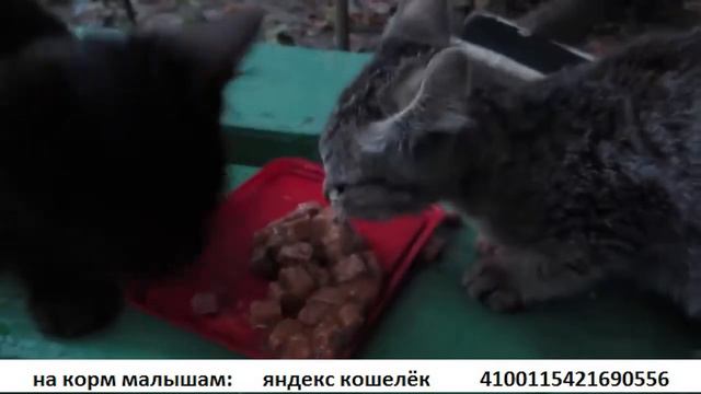 УГОСТИЛ КОТЯТ МЯСОМ смотреть онлайн
