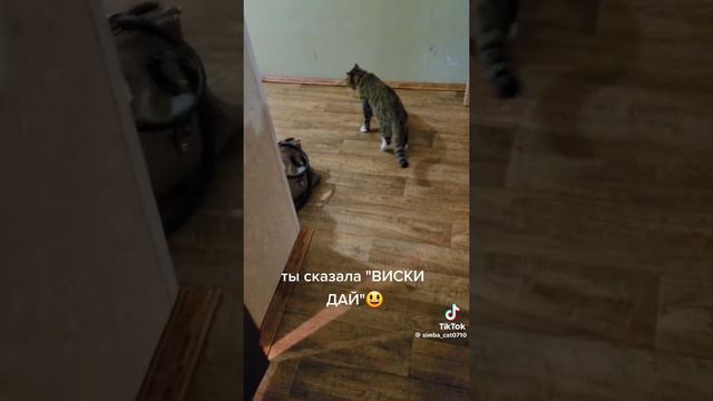 не надо давать коту вышки