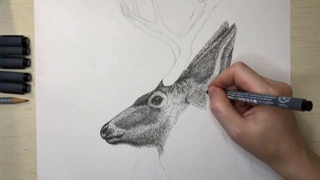 Олень. Процесс рисования черной ручкой (линером). How to draw a Deer. Speedpaint. смотреть онлайн