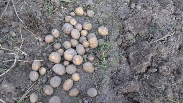 Видео обзор сортов картофеля: Бриз Волант, Джелли, Зекура Розалит и Уладар смотреть онлайн