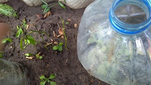 Черенки роз. Где будут зимовать?