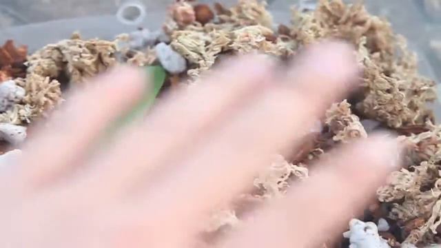 Potting Cattleya Seedlings смотреть онлайн