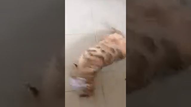 Leo im Duftrausch смотреть онлайн