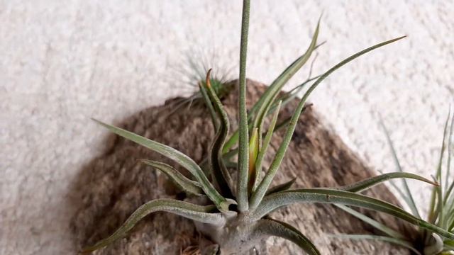 Flower spike of Tillandsia caput medusea growing... смотреть онлайн