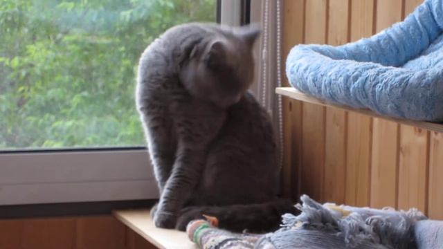 Британский кот умывается. Чистюля!!! смотреть онлайн