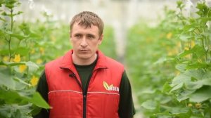 Огурец СВ 4097 ЦВ F1. Опыт выращивания в ООО АПК "Авсень" в Крыму.