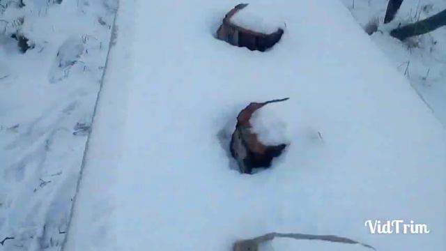 Пасека! Зимовка карники в экстремальных условиях! смотреть онлайн