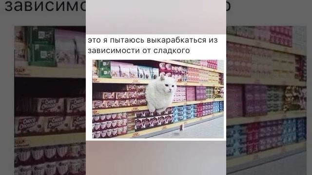 Дома ждун, едун, почесун , и просто милая няшечка приколы с озвучкой 🤣 смотреть онлайн