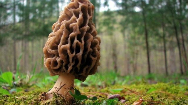 Сморчки - собираем и готовим смотреть онлайн