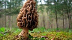 Сморчки - собираем и готовим