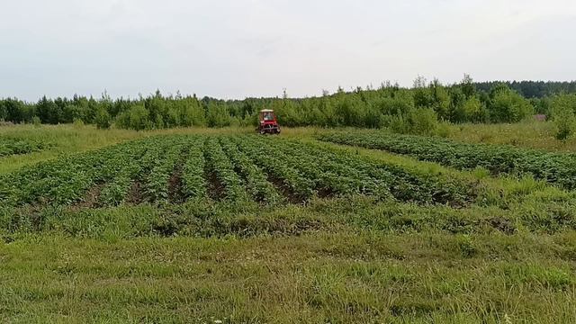 Окучивание картошки.Трактор друга.Накрыло грозой. смотреть онлайн