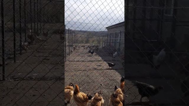 куры Брама Виандот и другие породы#shorts смотреть онлайн