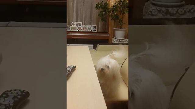 Мальтезе ! Отказать невозможно! смотреть онлайн