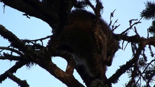 Racoon on the Tree. Енот на дереве (2275sp) смотреть онлайн
