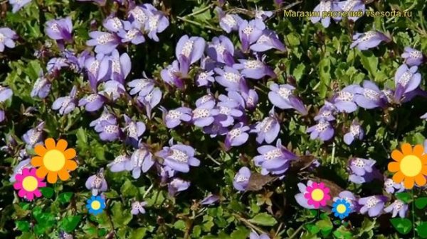 Мазус ползучий. Краткий обзор, описание характеристик, где купить саженцы mazus reptans