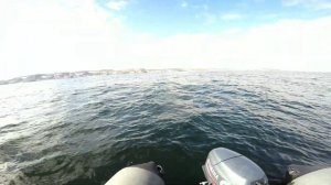 Зацепили огромного ПАЛТУСА. ТЕРИБЕРКА. РЫБАЛКА на море. "Caught a huge halibut. Teriberka 2020g.."