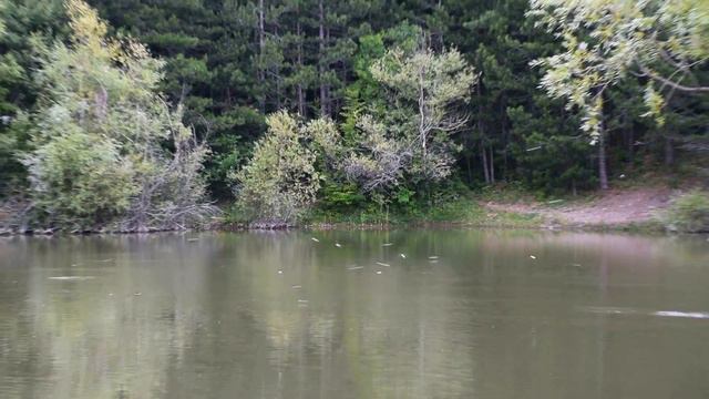 Налёт ласточек, хор лягушек на водоёме под Ай-Петри. Ялта Крым южный берег смотреть онлайн