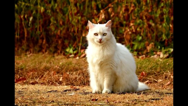 Звук домашней кошки.Звук урчащей кошки