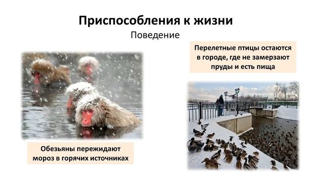 14. Приспособления и сообщества (5 класс) - введение в Биологию смотреть онлайн