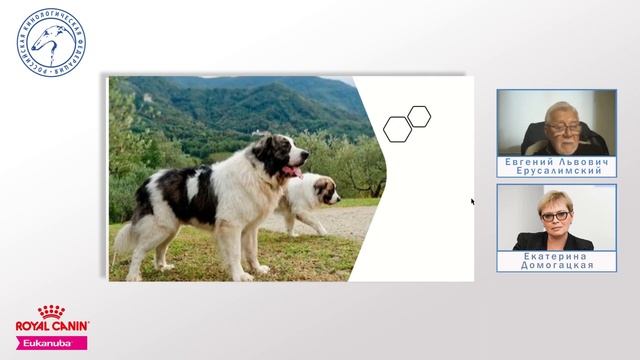 Особенности судейства десяти групп пород FCI Группа II (ч.5) | «Ответственное собаководство онлайн»