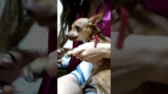 Собака совсем не хочет стричь когти:-) смотреть онлайн