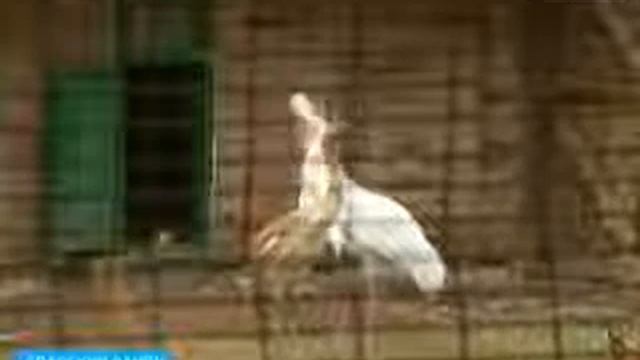 Белые журавли отправляются в свободный полет смотреть онлайн