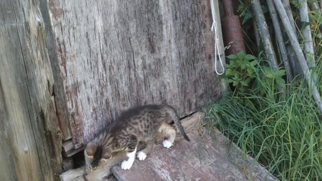 Муравьиный Тигр в муравьиных джунглях! ☺️? смотреть онлайн