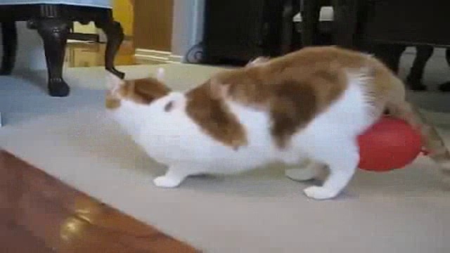 Кот и статическое электричество смотреть онлайн