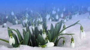 Футаж. Цветы на снегу 48