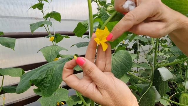 Как получить семена огурца? Школа продвинутого садовода смотреть онлайн