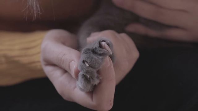 Where to Pet a Cat? - FAVORITE PLACES and TIPS смотреть онлайн