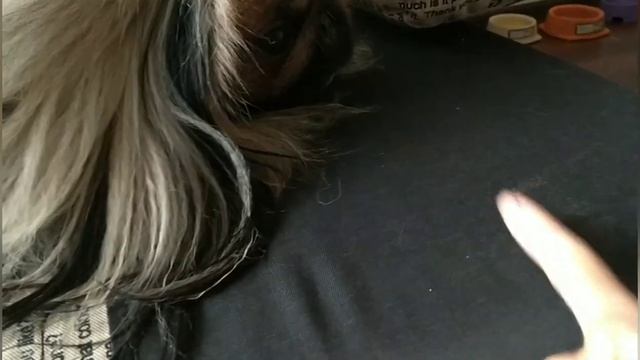 КАК ПРИУЧИТЬ СОБАКУ К НАТУРАЛЬНОМУ КОРМУ. смотреть онлайн