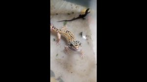 Эублефар против ящерецы