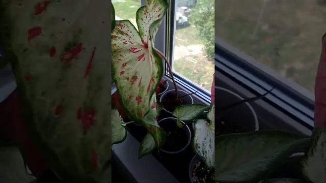 моя коллекция каладиумов. #каладиум смотреть онлайн