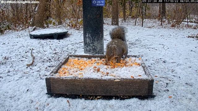 Снег засыпает кормушку.Белку пугает крик сойки#кормушка#Огайо смотреть онлайн