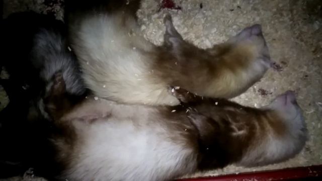 Хорьки спят смотреть онлайн