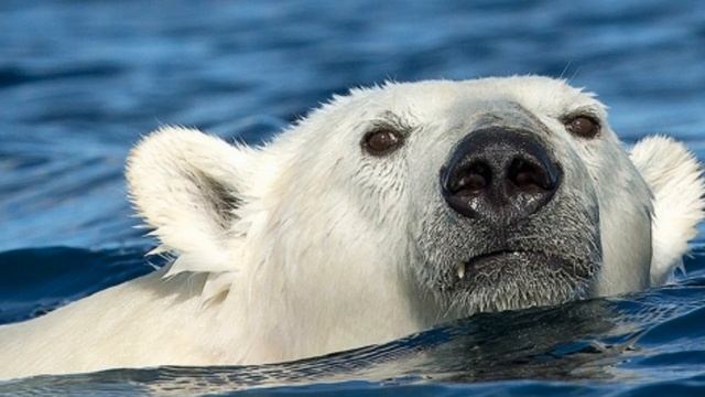 Белый медведь прeслeдовал человeка в лодке! То, что он сделал невозможно поверить! смотреть онлайн
