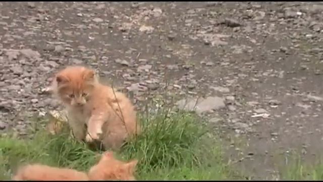 Рыжие котята смотреть онлайн