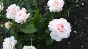 Очень красивые розы! Элина, Элизабет Стюарт, Супер новинка Майра