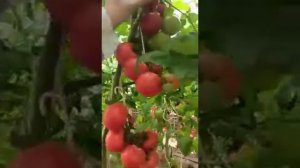 Томат Корунд F1