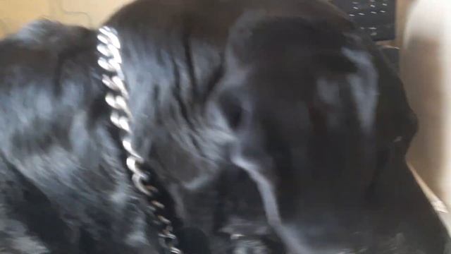 Константин Никольский Музыкант Жил Был Пес Музей Пса смотреть онлайн