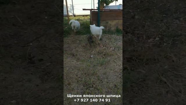Щенки породы японский шпиц, 3месяца смотреть онлайн