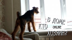 ЭРДЕЛЬТЕРЬЕР ЛЕДИ УНИЧТОЖИЛА КВАРТИРУ