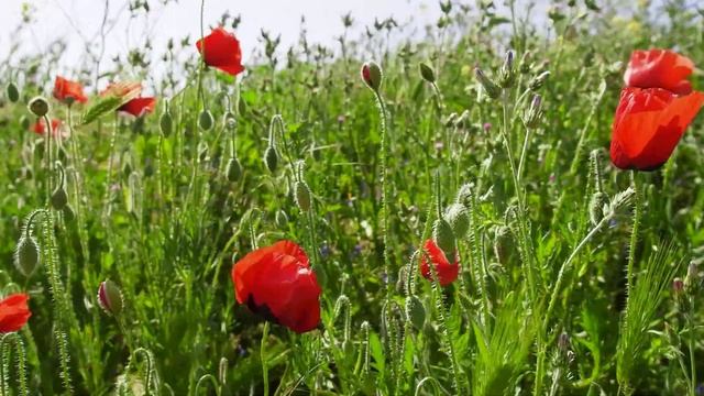 YI M1 video test смотреть онлайн