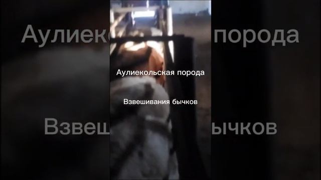 Аулиекольская порода смотреть онлайн