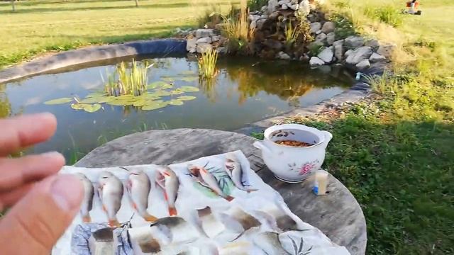 Судак и окунь горячего копчения. Как коптить окуня или судака. Мой рецепт смотреть онлайн